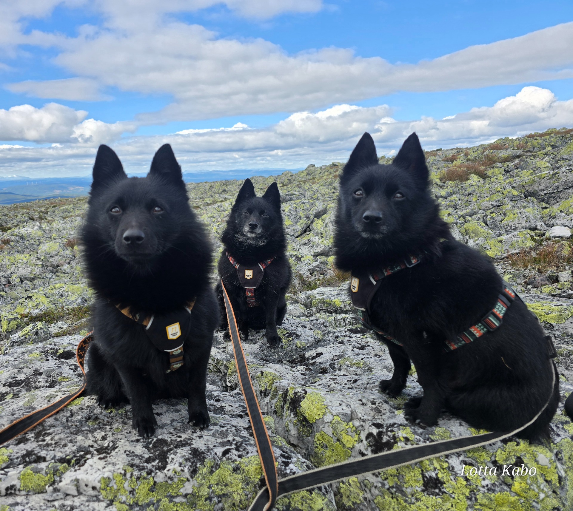 På toppen av Sonfjället