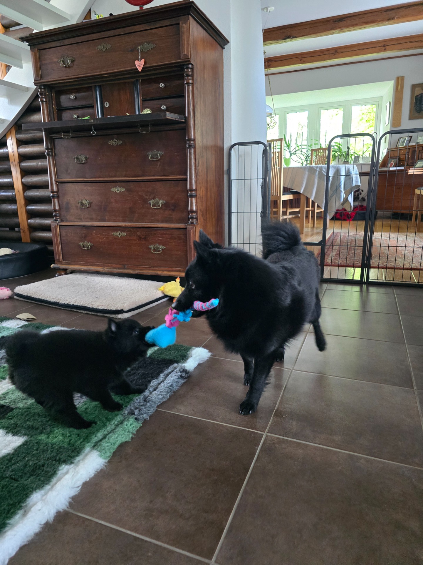 Icks Eliza "Sasha" busar med pappa Tokaj