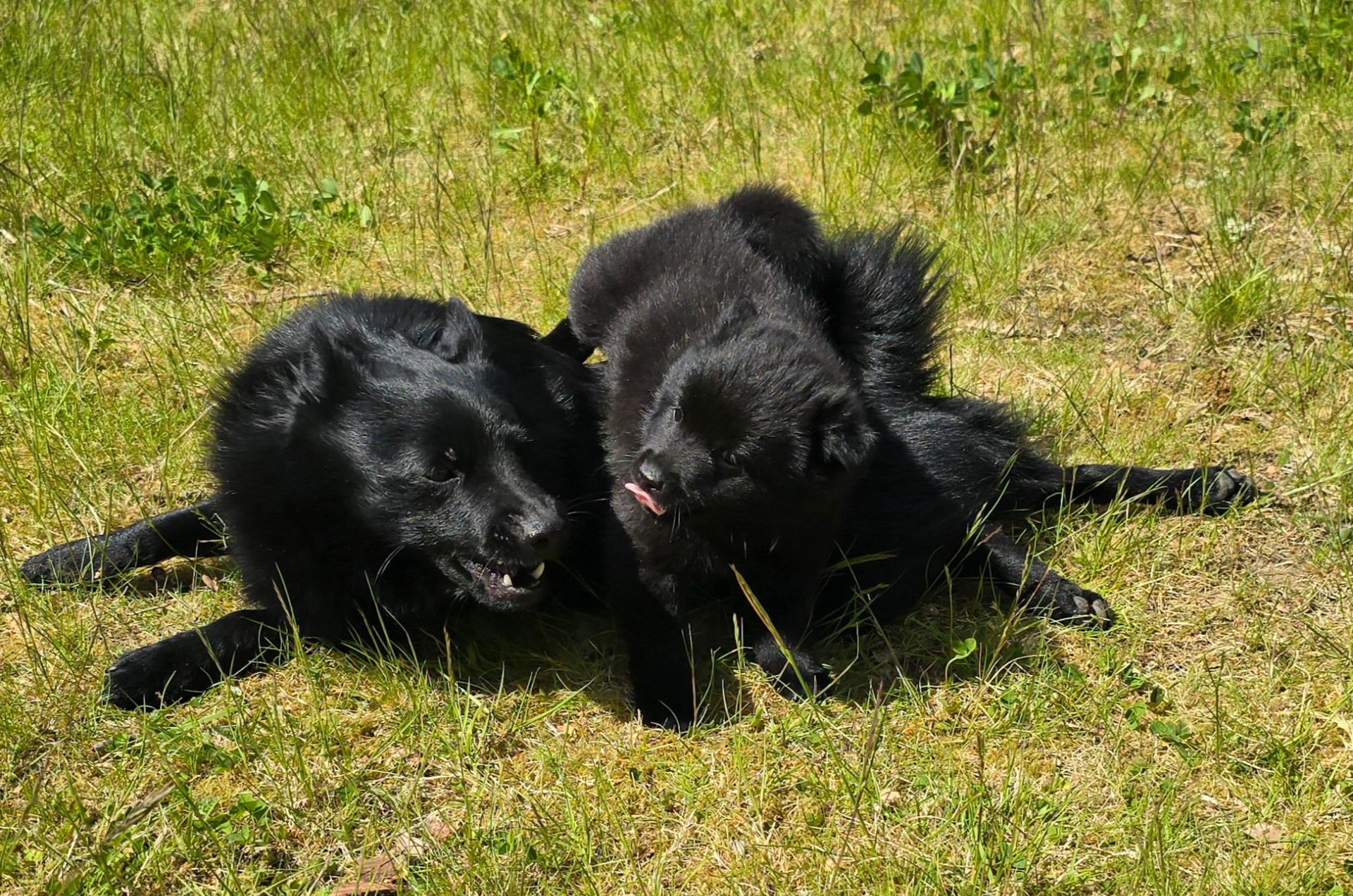 Sasha och pappa Tokaj busmyser i solen