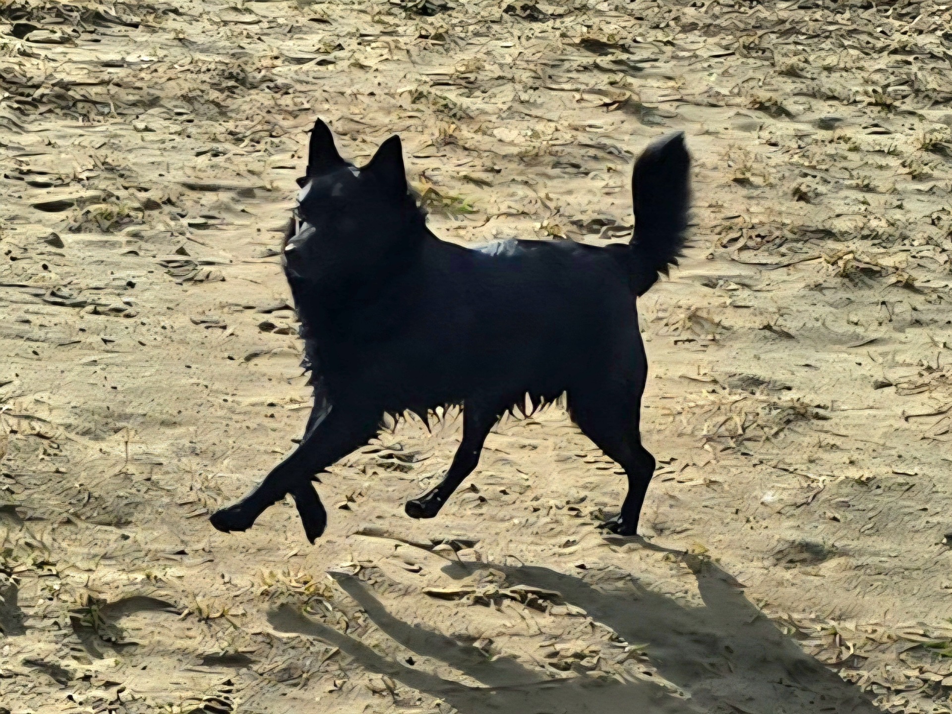 Zäta på språng, just tagit en liten simtur